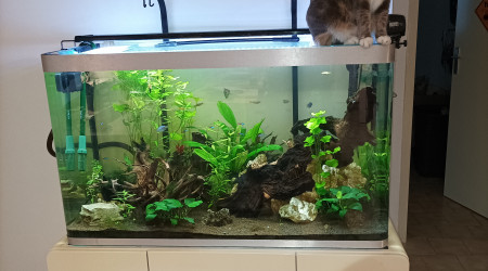 aquarium Fluval Osaka 260