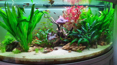 aquarium 350L scalaires