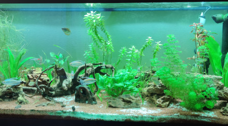 aquarium Communautaire 240 l