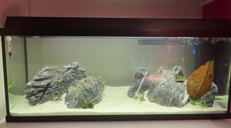 aquarium Bac 120L - Communautaire