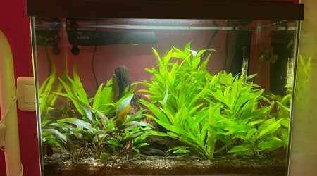 aquarium Bac 20 L - Betta et crevettes