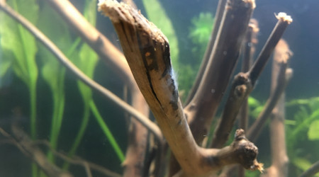 Voile blanc et escargot