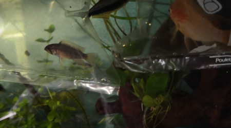 Retour de Junior dans le bac communautaire et arrivée de la Petite Nouvelle