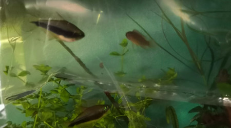 Comité d'accueil pour la nouvelle