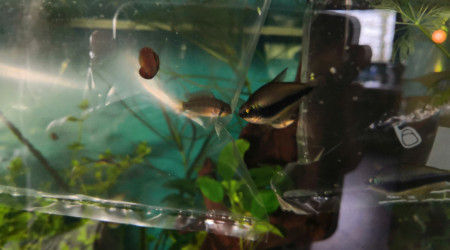 Comité d'accueil pour la nouvelle