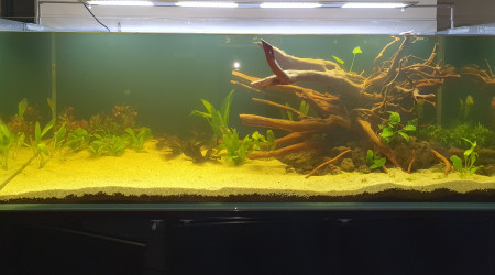 aquarium Biotope amazonien