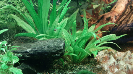 Echinodorus amazonicus.