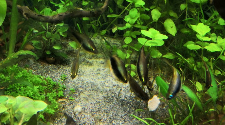 Chips! Chips! Chips!