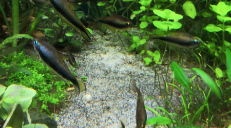 Chips! Chips! Chips!