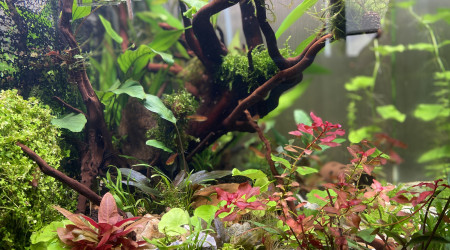aquarium Minigrotte
