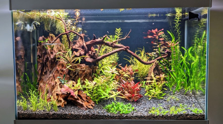 Avec la Chihiros WRGB