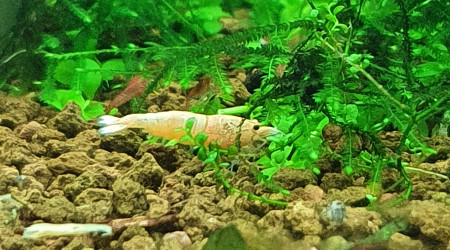 Caridina snow white