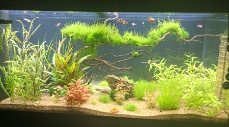 aquarium Biotope asiatique