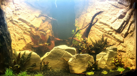 aquarium Trigon