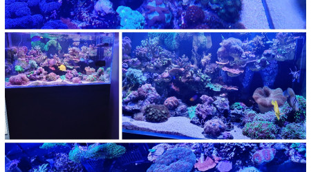 Dernière photo avant l'arrêt de l'aqua