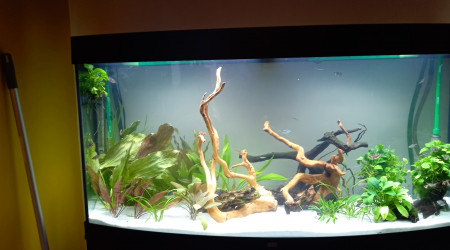 260 l tendance asiatique