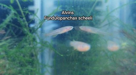 Alvins Fundulopanchax scheeli