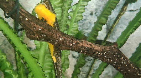 The farlowella loves veggies