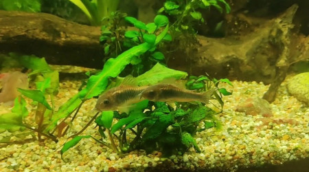 Les corydoras dansent