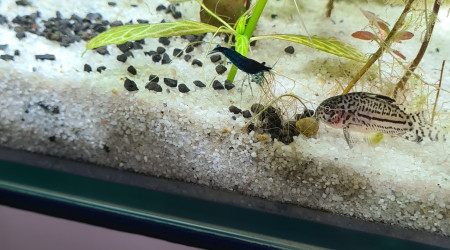 Mon premier aquarium