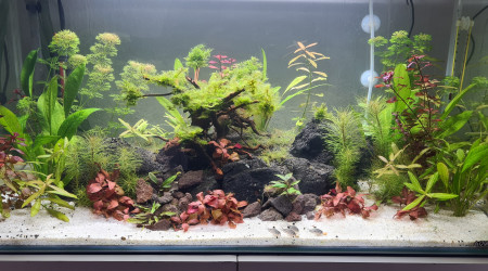 Mon premier aquarium