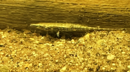 aquarium 96 L Sp