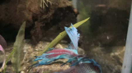 Betta splendens... Ou  bêta dans toute sa splendeur!