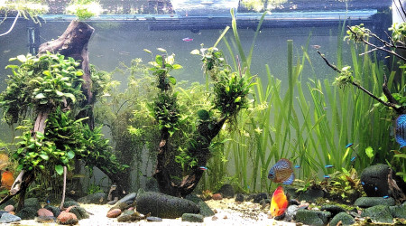 J+7 après arrivée des Discus