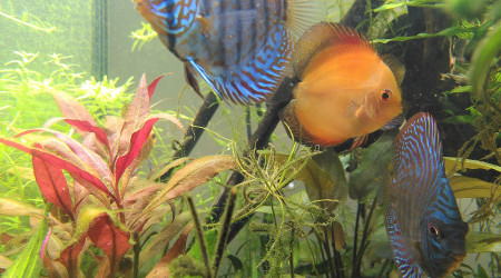 J+7 après arrivée des Discus