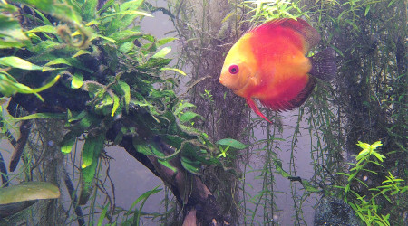 J+7 après arrivée des Discus