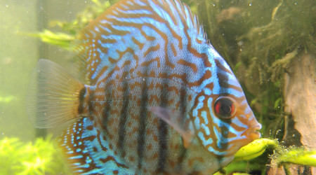 J+7 après arrivée des Discus