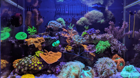 aquarium Fluval m60