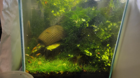 Redred devenu yellow