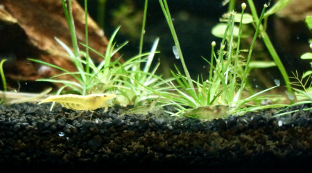 neocaridina yellow et green jade