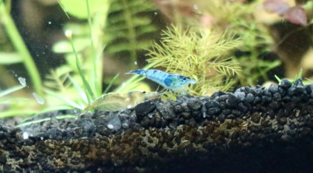 blue velvet et green jade