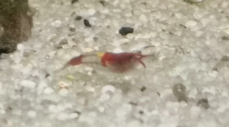 Saurez-vous deviner sa variété d'origine?