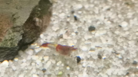 Saurez-vous deviner sa variété d'origine?