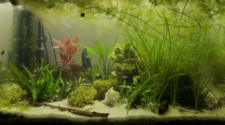 aquarium 200 L