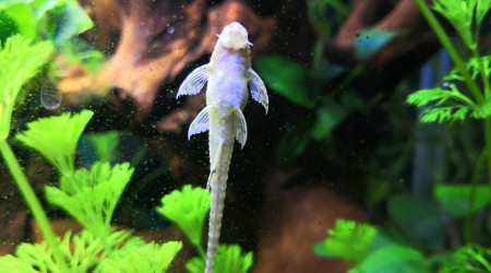 Le joli bidou de Fourchette