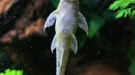 Le joli bidou de Fourchette