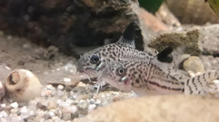 Moustache et Pistache