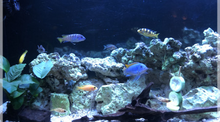 aquarium Malawi