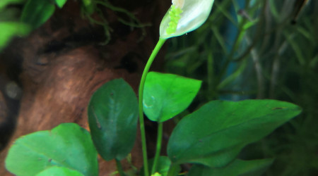 Ça sent le printemps