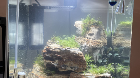 Nouveau scape pour mon nano de 30l