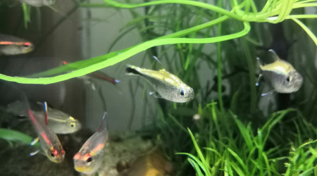 Le gang des roses et or