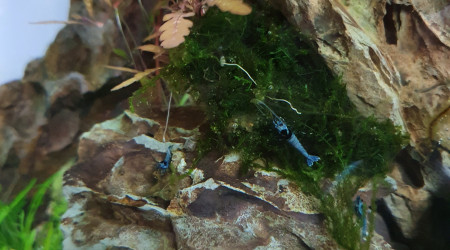 Caridina mosura blue