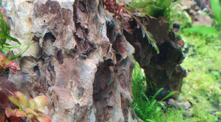 Caridina mosura blue