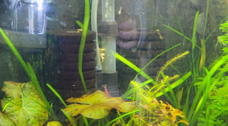 aquarium Crevettes panoramique