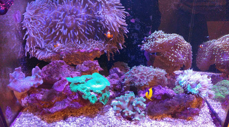 aquarium Reefer 170 Récifal