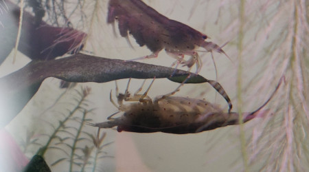 Two sides of the same coin